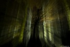 Blair witch project Blair witch project