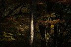 Sprazzi di luce e colore nel bosco Sprazzi di luce e colore nel bosco