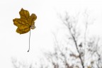 Chiedetemi di Novembre Chiedetemi di Novembre