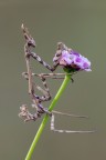 Empusa pennata Empusa pennata