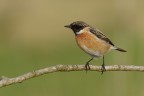 Saltimpalo (Saxixola rubicola) Saltimpalo (Saxixola rubicola)