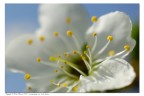 Fiore di prugno Fiore di prugno