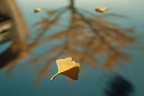 Ginkgo biloba