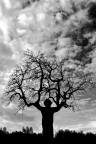 Skeleton Tree Skeleton Tree