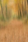 Autunno ICM... Autunno ICM...