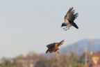 Cornacchia-versus-Falco-di-palude_DSC6506