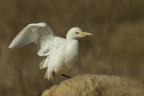 Airone guardabuoi (Bubulcus ibis) Airone guardabuoi (Bubulcus ibis)