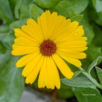 Calendula gialla Calendula gialla