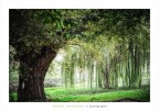 l'albero e il salice piangente l'albero e il salice piangente