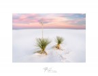 Yucca Yucca