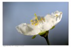 Fiore di prugno Fiore di prugno