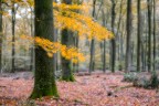 Speulderbos impression Speulderbos impression