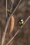 Cinciallegra Cinciallegra