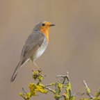 Pettirosso_-Erithacus-rubecula_DSC5110