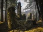 Nel bosco