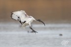 Ibis