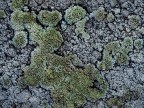 Brinata su lichene