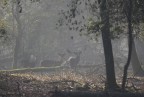 Nella nebbia... Nella nebbia...