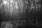 Swamp of sadness Swamp of sadness