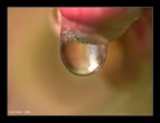 The Drop The Drop