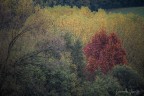Colori d'autunno #1 Colori d'autunno #1