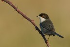 Occhiocotto. (Sylvia melanocephala) Occhiocotto. (Sylvia melanocephala)