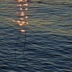 scintille scintille