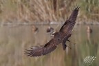 Falco di palude Falco di palude