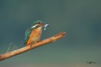 Martin_DSC1832 Martin_DSC1832