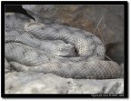 Vipera dal corno Vipera dal corno