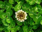 Fiore Fiore