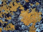 Lichene su cemento Lichene su cemento