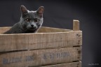 Grigio Grigio