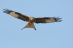 Nibbio reale (Milvus milvus) Nibbio reale (Milvus milvus)