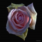 Rosa 5 Rosa 5