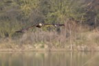 Falco di palude con penna primaria rotta Falco di palude con penna primaria rotta