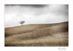 Il solista Il solista