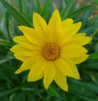 Raggio di sole