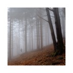 Nebbia e presenze Nebbia e presenze
