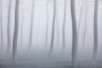 Into the fog Into the fog