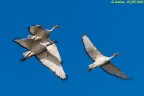 ibis sacri ibis sacri