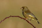 Verdone (Chloris chloris) Verdone (Chloris chloris)