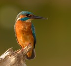 Martin Pescatore alle prime ore dell'alba