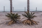 Tropicana Tropicana