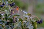 Robin nel verde