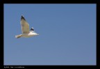 da dove arrivera?!? dove andrà? da dove arrivera?!? dove andrà?