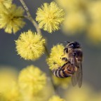 Macro Bee Macro Bee
