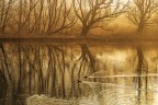 nuotare nell'oro nuotare nell'oro