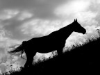 Cavallo Cavallo