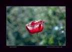 Red Passion Red Passion